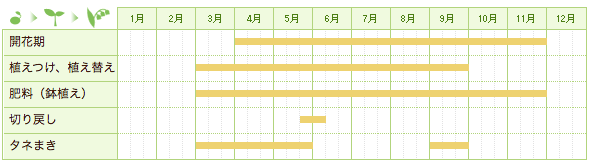 カリブラコアの栽培カレンダー