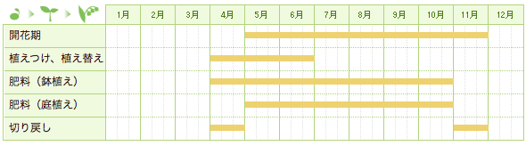 エンジェルストランペットの栽培カレンダー