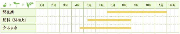 ケイトウの栽培カレンダー