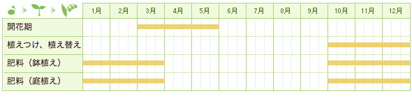 ラナンキュラスの栽培カレンダー