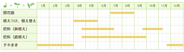 レンゲショウマの栽培カレンダー