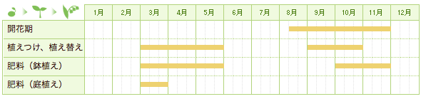 シュウメイギクの栽培カレンダー