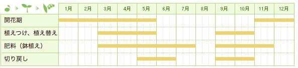 ユリオプスデージーの栽培カレンダー