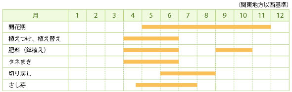ガウラの栽培カレンダー
