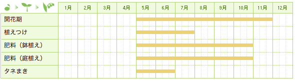 ニチニチソウ（ビンカ）の栽培カレンダー