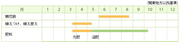 ヒメノカリスの栽培カレンダー