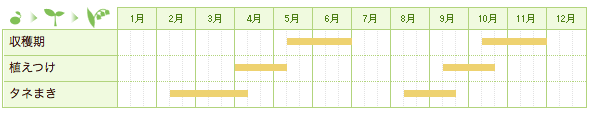 リーフレタスの栽培カレンダー