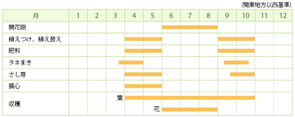 アニスヒソップの栽培カレンダー