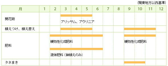 アリッサムの栽培カレンダー