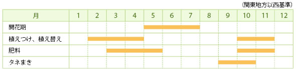 カスミソウの栽培カレンダー