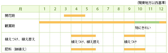 コプロスマの栽培カレンダー