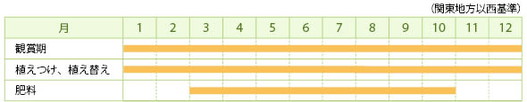 シロタエギクの栽培カレンダー