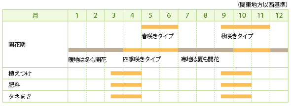 スカビオサの栽培カレンダー