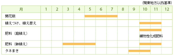 スターチスの栽培カレンダー
