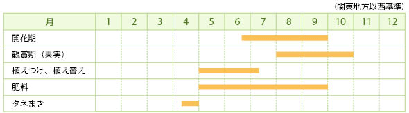 フウセントウワタの栽培カレンダー