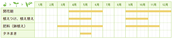フランネルフラワーの栽培カレンダー