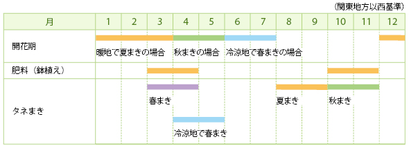 ヤグルマギク（一年草セントーレア）の栽培カレンダー