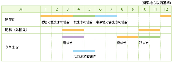 ヤグルマギク 一年草セントーレア とは 育て方図鑑 みんなの趣味の園芸 Nhk出版