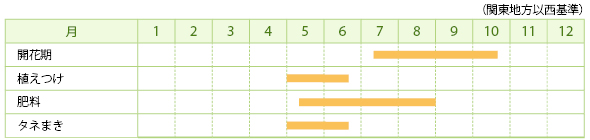 ルコウソウの栽培カレンダー