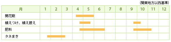 イワカガミダマシの栽培カレンダー