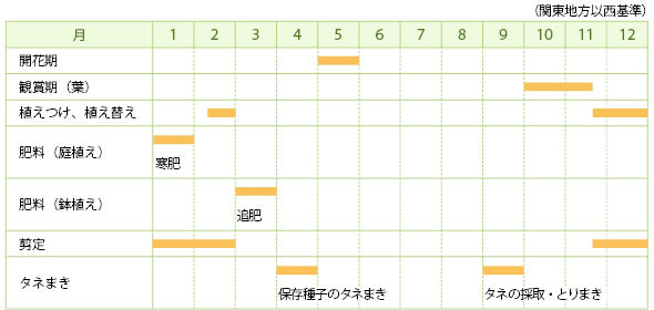 カツラとは 育て方図鑑 みんなの趣味の園芸 Nhk出版