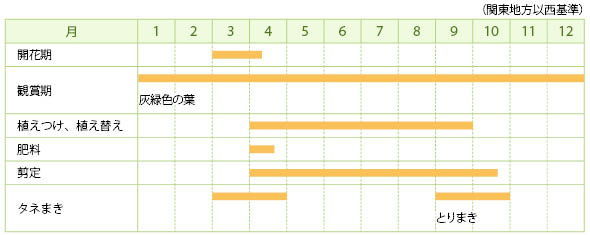 ギンヨウアカシアの栽培カレンダー