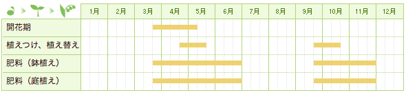 オーリキュラの栽培カレンダー