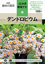 デンドロビウム ノビル系の種類 原種 品種 植物図鑑 みんなの趣味の園芸 Nhk出版