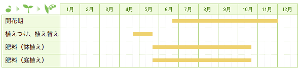 ノアサガオの栽培カレンダー