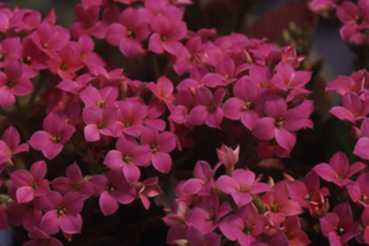 カランコエ 鉢花 の育て方 みんなの趣味の園芸 Nhk出版