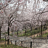 名古屋ゆかりの植物学者、「伊藤圭介」と歩く東山動植物園「桜の回廊」