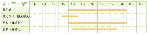 ツンベルギアの栽培カレンダー