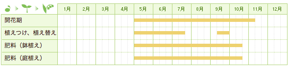 ジニアの栽培カレンダー