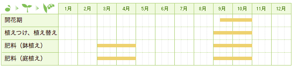 コルチカムの栽培カレンダー