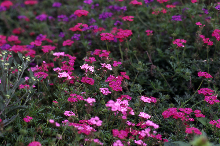 バーベナの育て方 栽培方法 植物図鑑 みんなの趣味の園芸 Nhk出版