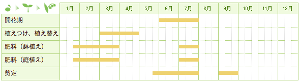 クチナシの育て方 みんなの趣味の園芸 Nhk出版