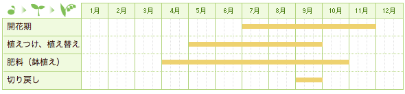 月下美人の栽培カレンダー