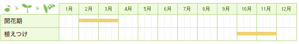 黄花セツブンソウの栽培カレンダー