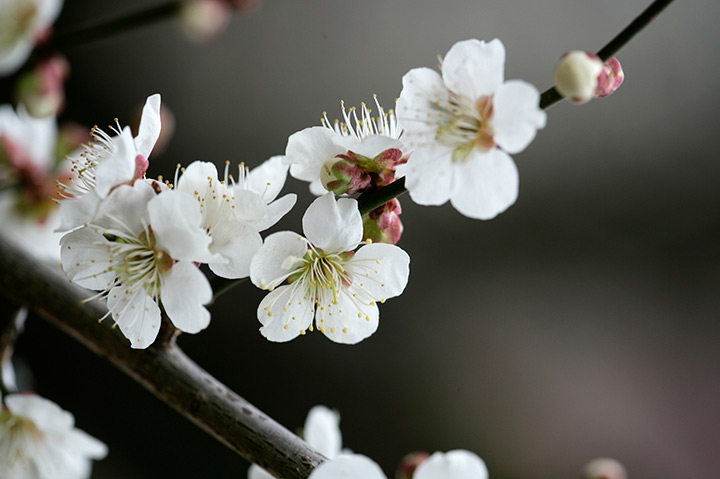 ウメ 花ウメ の育て方 みんなの趣味の園芸 Nhk出版