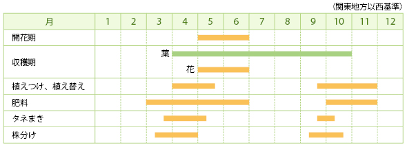 チャイブの栽培カレンダー