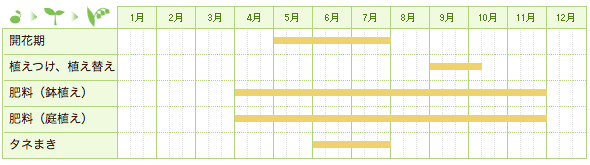 カンパニュラ・メディウムの栽培カレンダー