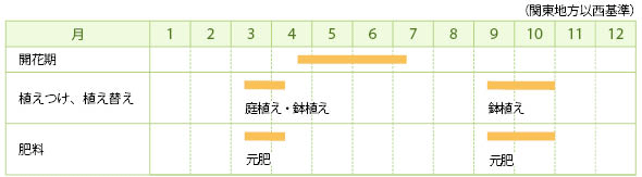 エキウムの栽培カレンダー