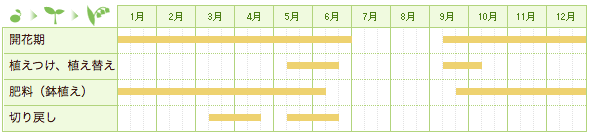 エラチオール・ベゴニアの栽培カレンダー