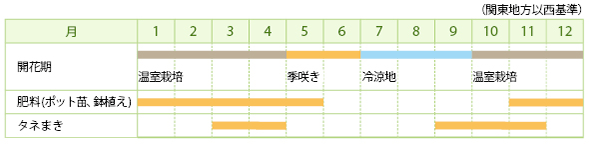 ホワイトレースフラワーの栽培カレンダー