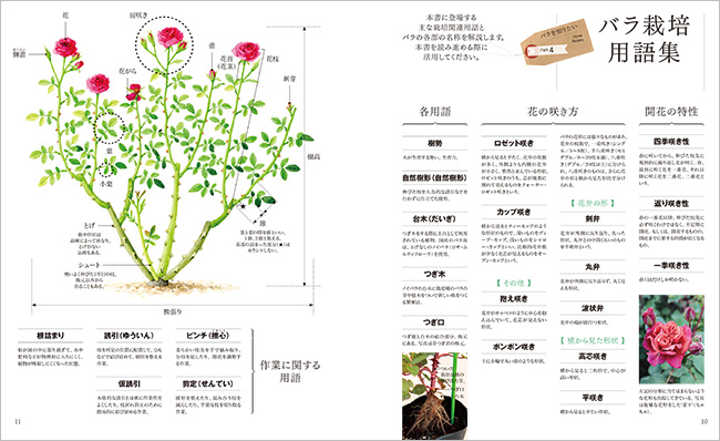バラを美しく咲かせたいならこの一冊 バラ講座剪定と手入れの12か月 みんなの趣味の園芸