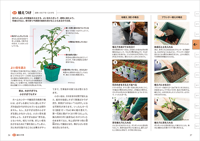 12か月栽培ナビ トマト これ1冊でトマトのことが丸わかり みんなの趣味の園芸