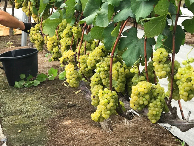 ワイン用ブドウ品種の知られざる味わいと ローカルワインの楽しみ 前編 ワインづくりは ブドウづくりから 趣味の園芸 8月号こぼれ話 みんなの趣味の園芸