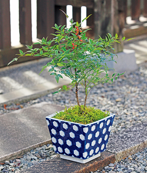 縁起物植物とともに迎える明るい新年-みんなの趣味の園芸