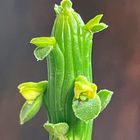 モナデニウム・エレンベッキー  お花は...