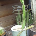 翡翠閣(Cissus cactiformis)です。謎の...